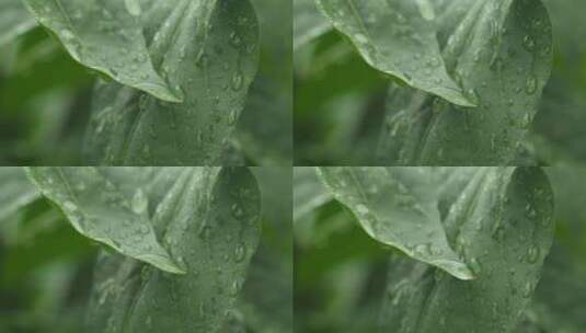 下雨清明谷雨酸雨倾盆大雨蒙蒙细雨高清在线视频素材下载