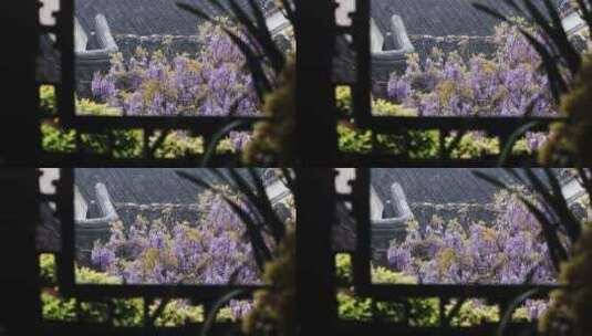 苏州网师园二百五十岁紫藤开花 紫色花海高清在线视频素材下载