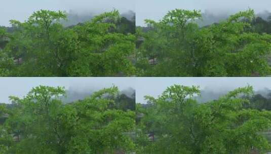 雨中绿叶雨景高清在线视频素材下载