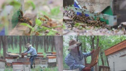 养蜂人养蜂场高清在线视频素材下载