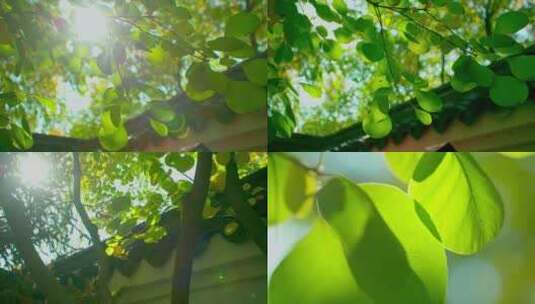 阳光穿过树叶夏天时光光阴绿叶高清在线视频素材下载
