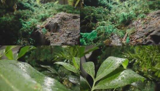 微距人造绿植雨水高清在线视频素材下载