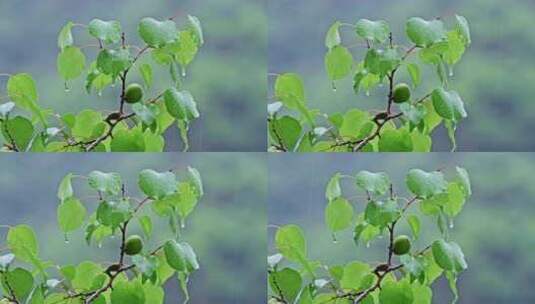 夏季下雨天山林植物树叶水珠特写高清在线视频素材下载