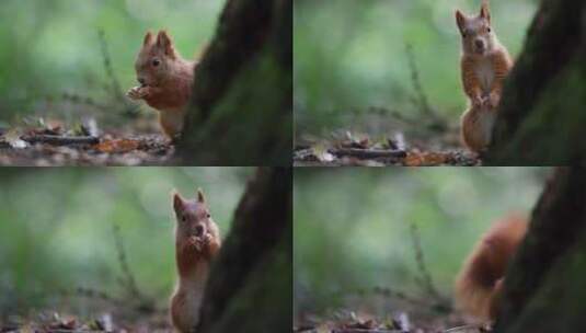 森林里正在觅食的机警黄色小松鼠_4K高清在线视频素材下载