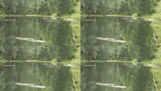 池塘上的雨高清在线视频素材下载