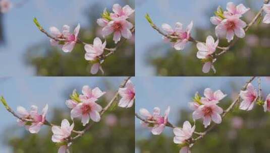 蓝天白云下的桃花盛开4k空境高清在线视频素材下载