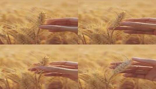 手握麦穗丰收的小麦高清在线视频素材下载