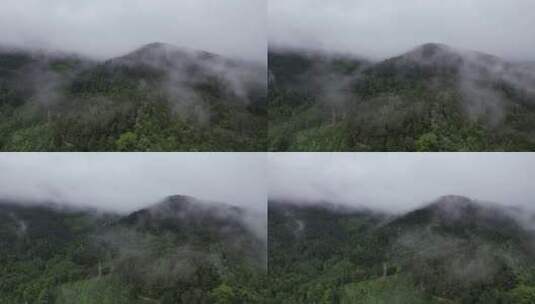 森林植物清晨迷雾航拍高清在线视频素材下载