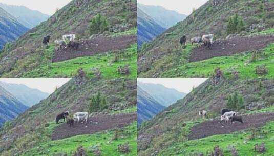 川西高山牧场上正在打闹斗牛的牦牛高清在线视频素材下载