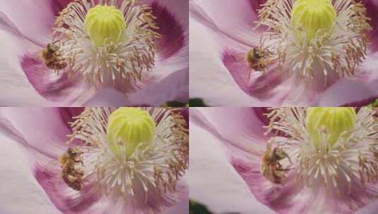 蜜蜂从粉红色罂粟花中心采集花蜜微距拍摄自高清在线视频素材下载