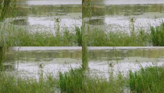 自然湖水绿草微风近景横移高清在线视频素材下载