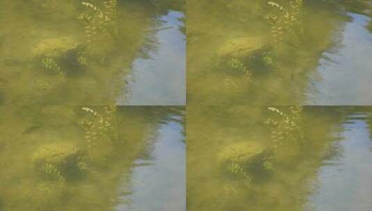 水草水下芦苇水塘池塘倒影波纹高清在线视频素材下载