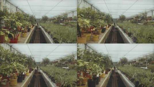 温室植物的特写镜头高清在线视频素材下载