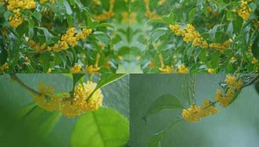 下雨天桂花开花雨中滴水雨后花开桂花特写高清在线视频素材下载