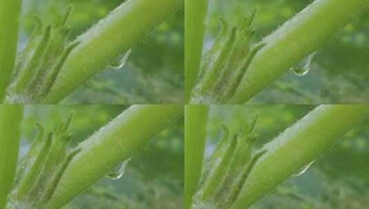 雨天下的绿色植物：水滴升格特写高清在线视频素材下载