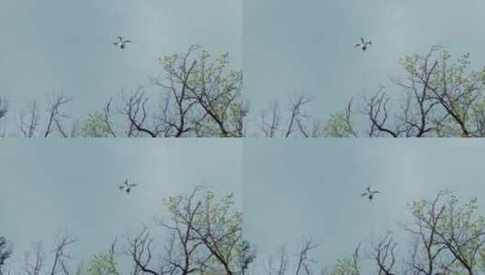 在空中飞行的无人机高清在线视频素材下载