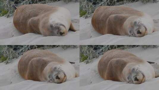 睡在沙滩上的海豹高清在线视频素材下载
