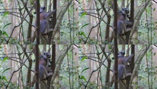 栖息在树上的野生灵长类动物高清在线视频素材下载