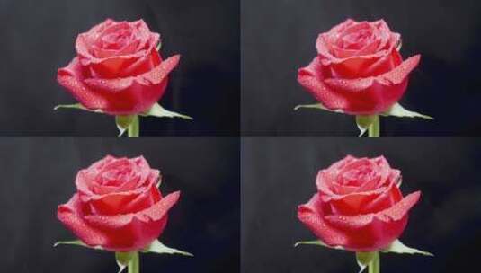 沾有水滴的红玫瑰高清在线视频素材下载