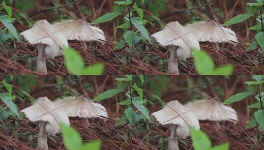 野生菌鸡枞高清在线视频素材下载