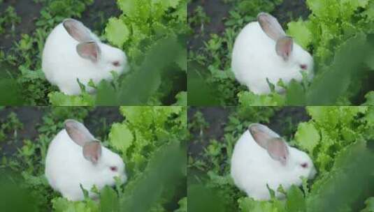 吃草的小兔子高清在线视频素材下载