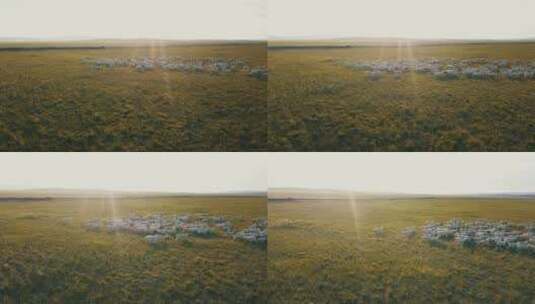 内蒙古草原绵羊群奔跑阳光高清在线视频素材下载