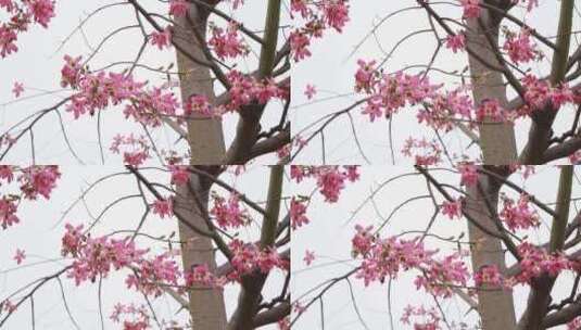 满树开花的异木棉高清在线视频素材下载