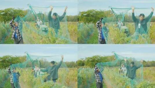 农民在移除葡萄藤上的网高清在线视频素材下载
