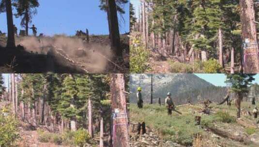 森林服务人员砍伐枯树高清在线视频素材下载