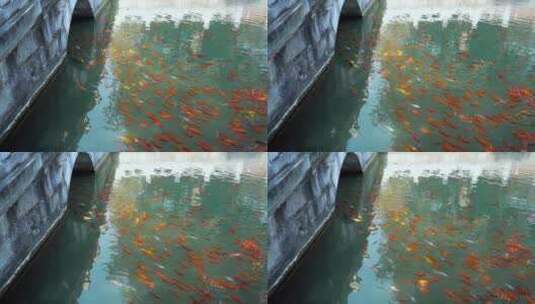 公园池塘里的锦鲤高清在线视频素材下载