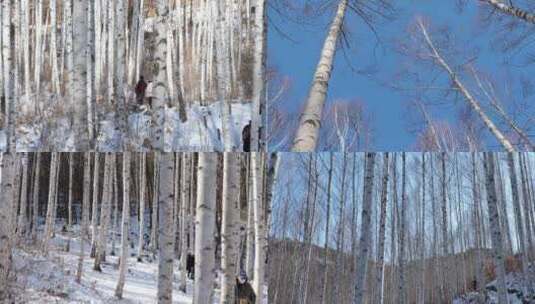 白桦林冬季雪景阳光穿过树林电影级视觉高清在线视频素材下载