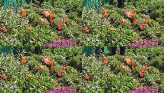 橘红色野花鲜花开花高清在线视频素材下载