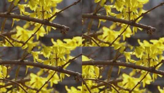 特写迎春花连翘报春花黄色花朵高清在线视频素材下载