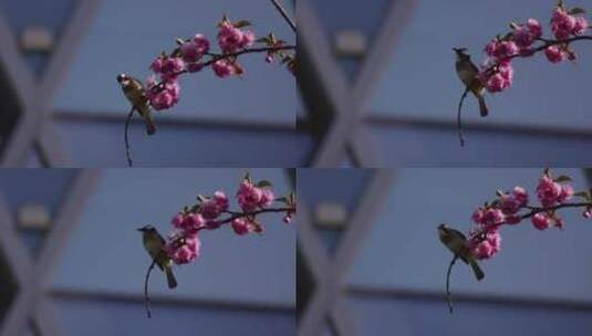 鲜花盛开 鸟儿高清在线视频素材下载
