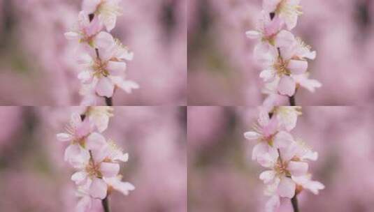 春天盛开的花朵高清在线视频素材下载
