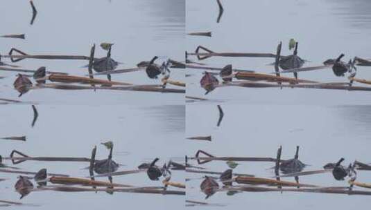 191 杭州 西湖 翠鸟 鸟类 水面 残荷高清在线视频素材下载
