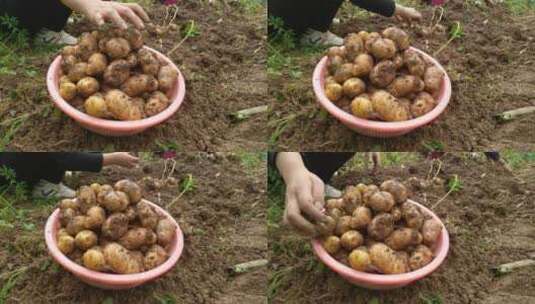 洗土豆马铃薯视频高清在线视频素材下载