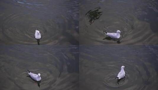 水面等待投喂的海鸥高清在线视频素材下载