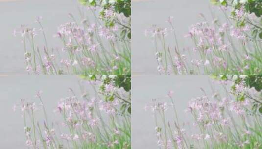 城市内的花——紫娇花高清在线视频素材下载