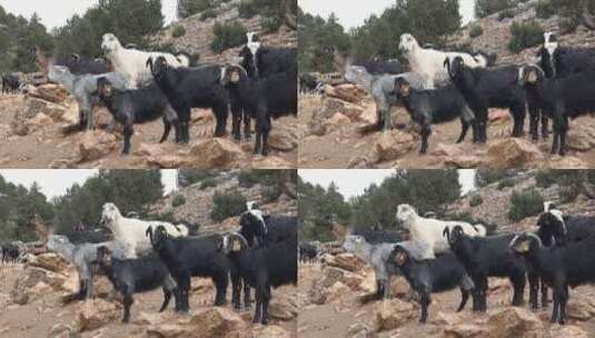 一群山羊在多岩石的山上吃东西高清在线视频素材下载