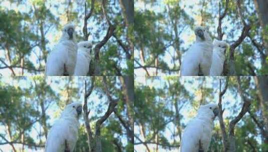 澳大利亚一棵树上的两只白色凤头鹦鹉高清在线视频素材下载