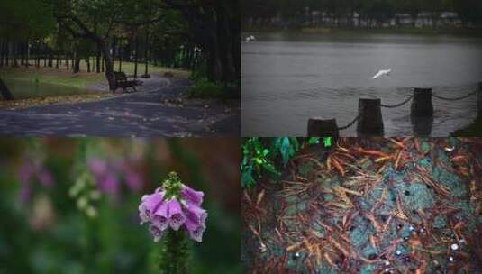 洪湖雨季高清在线视频素材下载