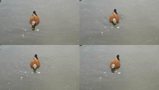 赤麻鸭在水面游动觅食高清在线视频素材下载