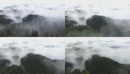 云雾缭绕的松林鸟瞰高清在线视频素材下载