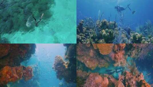 夏季热带水肺潜水潜水员高清在线视频素材下载