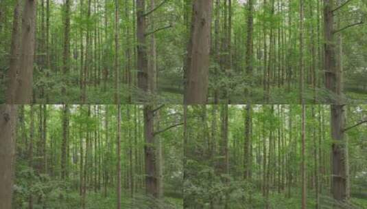 航拍杭州虎跑茂密的杉树林高清在线视频素材下载