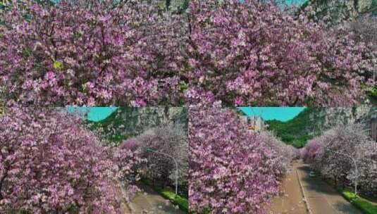 航拍柳州的紫荆花高清在线视频素材下载