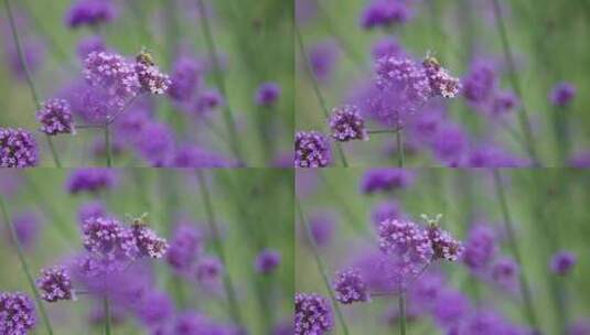 花朵蜜蜂 采花粉高清在线视频素材下载