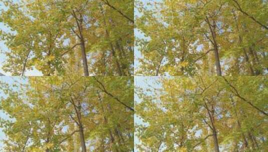 丰收秋天美丽银杏树高清在线视频素材下载