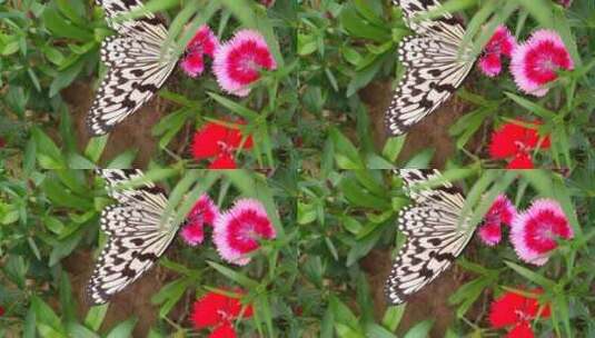 昆虫美丽蝴蝶高清在线视频素材下载
